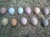 Healthy fertile fresh parrot eggs for sale.