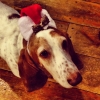 Two sweet basset boys need a home! 