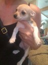 Selling 10 weeks old Teacup Chihuahuas
