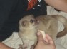 Kinkajou Babies for rehome