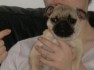  Beautiful pug Puppies for adoption