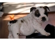 Home raised English bulldog puppies available