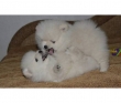 pomeranian puppies for Rehoming