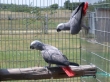 male and female african grey parrots for sale