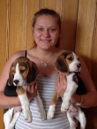 Pedigree Beagle Puppies Ready To Go Now