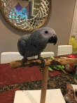 Red Tail Congo African Grey Parrots