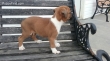 Gorgeous male boxer puppy for sale