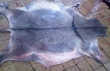 Dried Salted Donkey hides / Donkey Skin