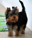 Home raised yorkie puppies for rehoming