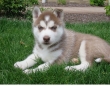 Affectionate Siberian Husky Puppies