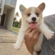 Pembroke Welsh Corgi Puppies For Sale
