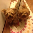 STOLEN YORKIES