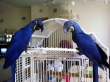 Pair of Hyacinth Macaws for sale