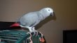 Hand Reared Baby African Grey Parrots
