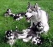 cute loving siberian husky pups