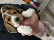 Beagle Puppies Ready Now