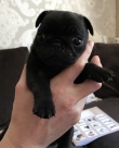 Pug male and female pups pure breed