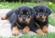 Male and female Rottweiler puppies