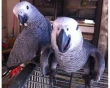 Talking African Grey Parrots