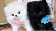 Extremely Doll face MICRO -Teacup -Pomeranian Puppies