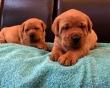 Chunky Fox Red Labrador Puppies