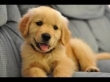 golden retriever puppy for sale