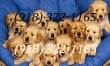 Playful temperament Golden Retriever puppies