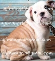 bulldog puppy for sale