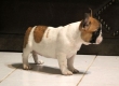 GORGEOUS AKC  FRENCH BULLDOG  PUPPIES
