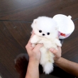 Miniature TeaCup Pomeranian Puppies | AKC