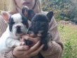 French bulldog Puppies