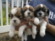 SHIH TZU PUPPIES RAEDY TO GO.