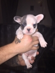 French Bulldgog puppies