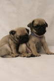 Pug Puppies Ready To Leave Immediately