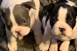 male and female french bulldog