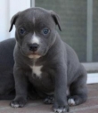 Gorgeous male and female Pittbull puppies,