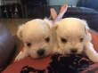 White Maltese Puppies so cute for Sale, we are 5 star breeders