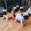 5 beautiful pugs for rehoming