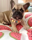 French Bulldog Puppies awaits new homes
