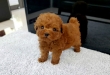 Teacup Poodle Puppies