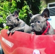 Beautiful and best French Bulldog Puppies For good homes