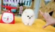 Ice White Pomeranian Puppies For Good Homes