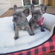 Adorable Healthy French Bulldog Puppies