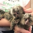 SUPER CUTE MARMOSET MONKEYS AVAILABLE .