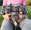 Healthy,Fantastic Frenchie Bulldog Puppies