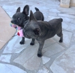 Frenchie For Rehoming