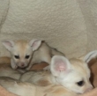 Male And Female Fennec Fox And Other Exotic Pet Animals For Sale