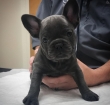 Adorable healthy french bulldog puppies for rehoming