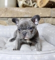 Playful Blue Male French Bulldog