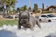 French Bulldog farm,rehoming to caring homes only